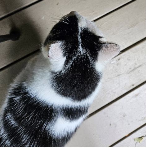 Aerial view of Petey the cat chilling