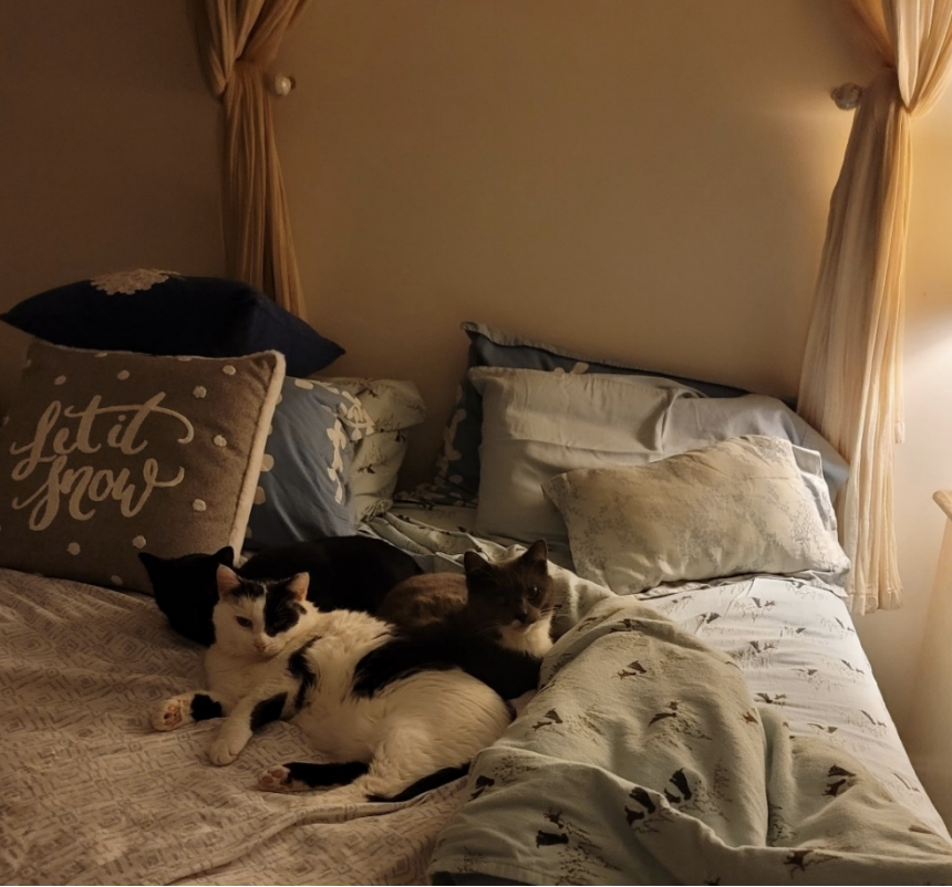 Petey, Piglet and Pebbles the cats laying on the bed